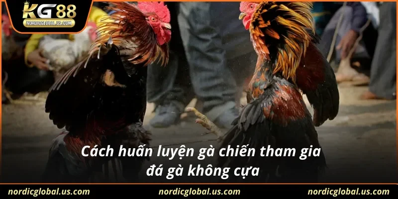 Cách huấn luyện gà chiến tham gia đá gà không cựa
