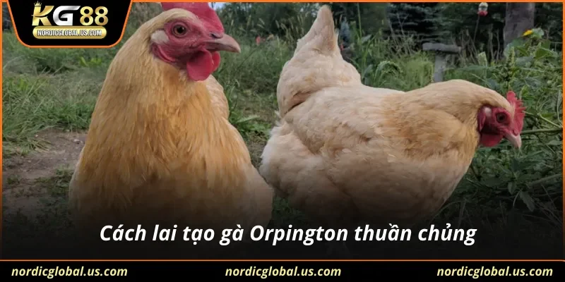 Cách lai tạo gà Orpington thuần chủng