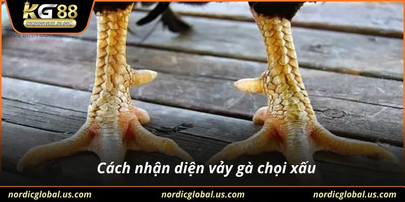Cách nhận diện vảy gà chọi xấu