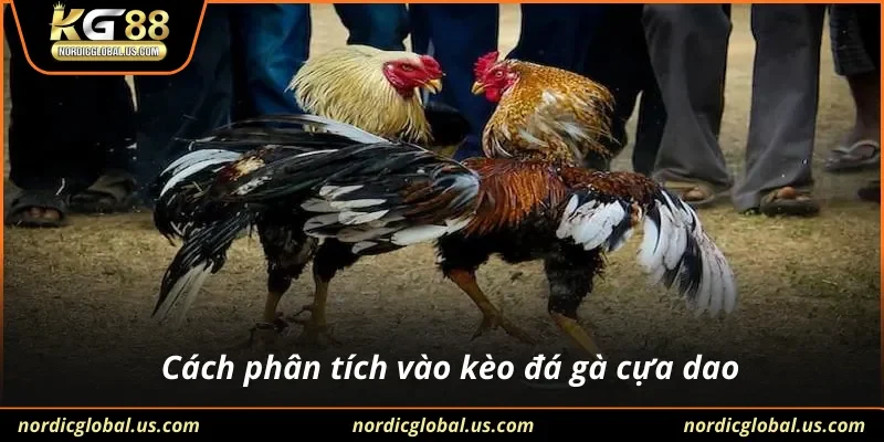 Cách phân tích vào kèo đá gà cựa dao