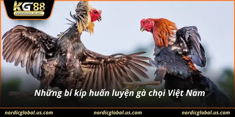 Những bí kíp huấn luyện gà chọi Việt Nam