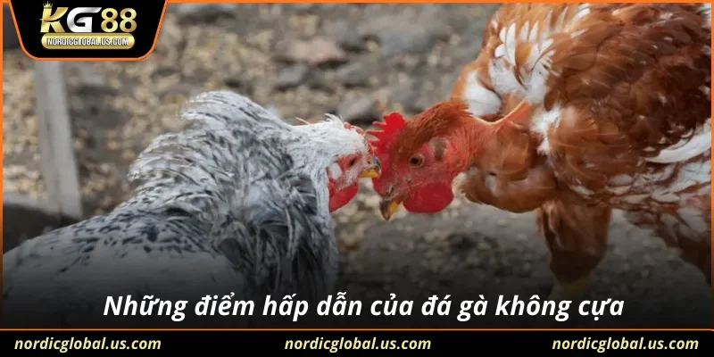 Những điểm hấp dẫn của đá gà không cựa