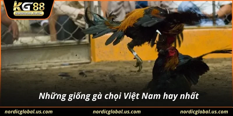Những giống gà chọi Việt Nam hay nhất