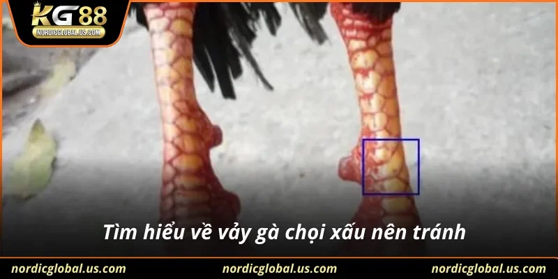 Tìm hiểu về vảy gà chọi xấu nên tránh