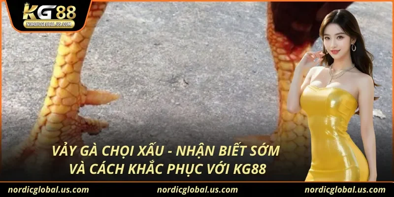 Vảy Gà Chọi Xấu - Nhận Biết Sớm Và Cách Khắc Phục Với KG88